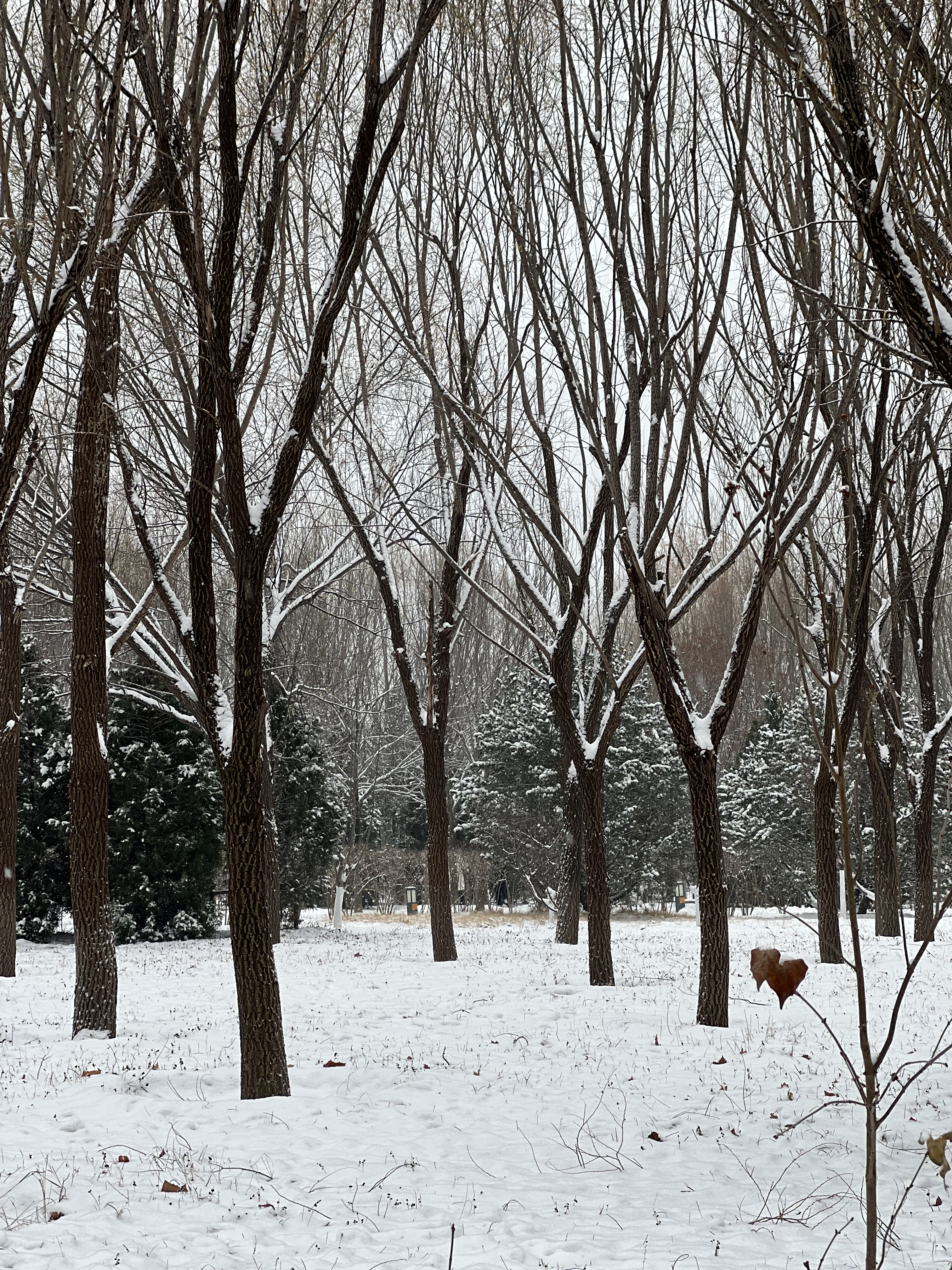 2023年12月13日拍的雪天和小雪人