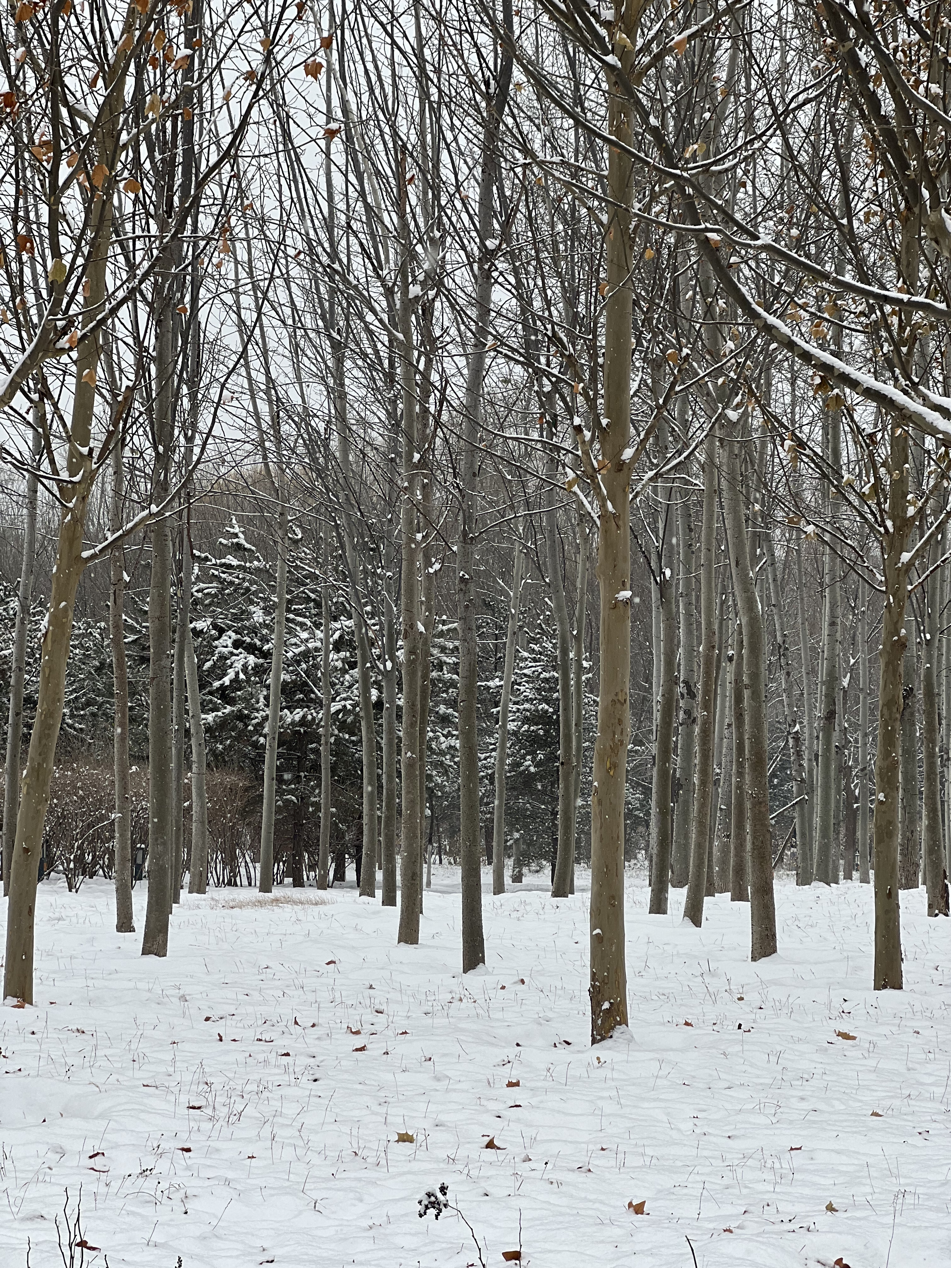 2023年12月13日拍的雪天和小雪人