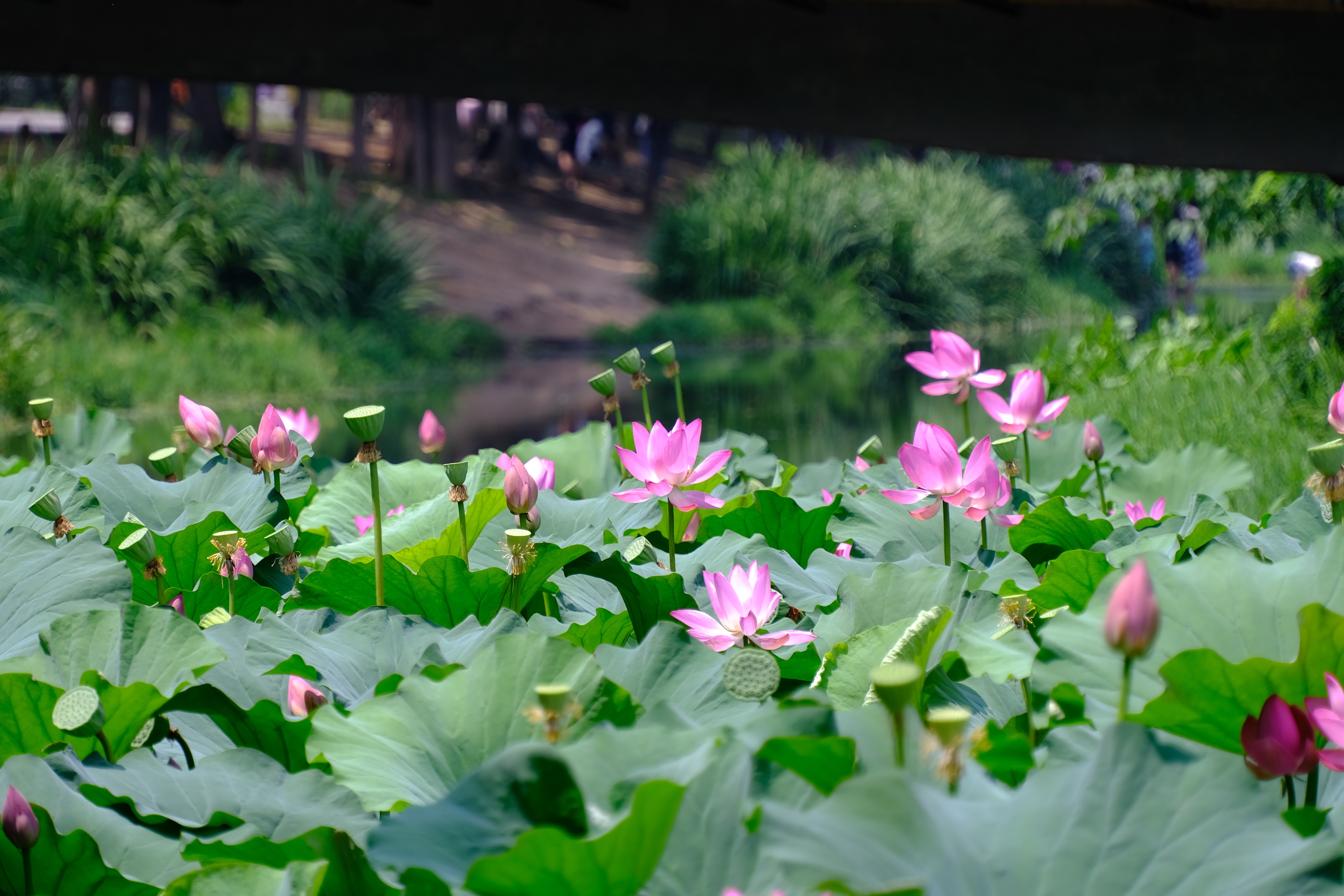 2024年6月30日拍的莲花和向日葵