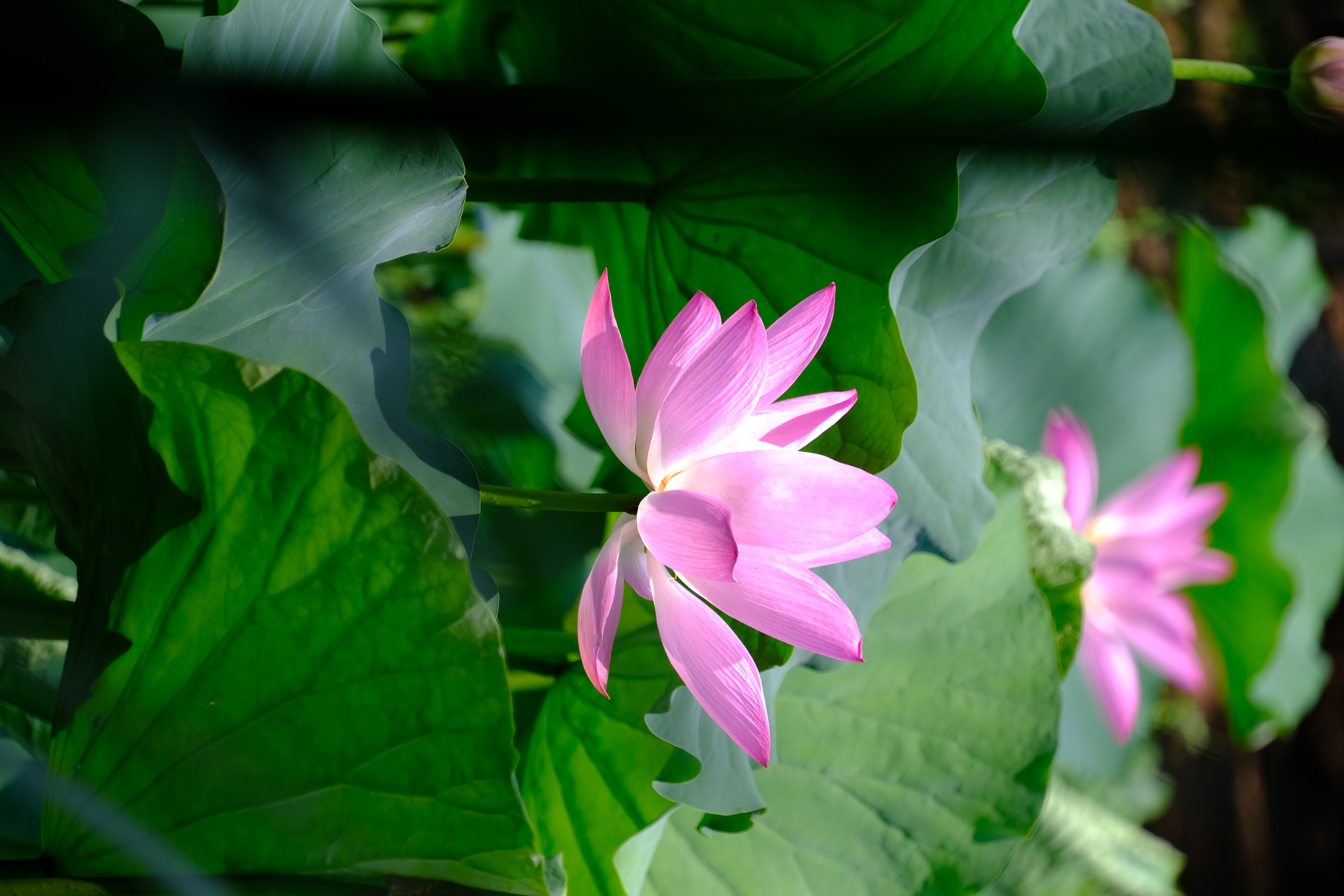 2024年6月30日拍的莲花和向日葵