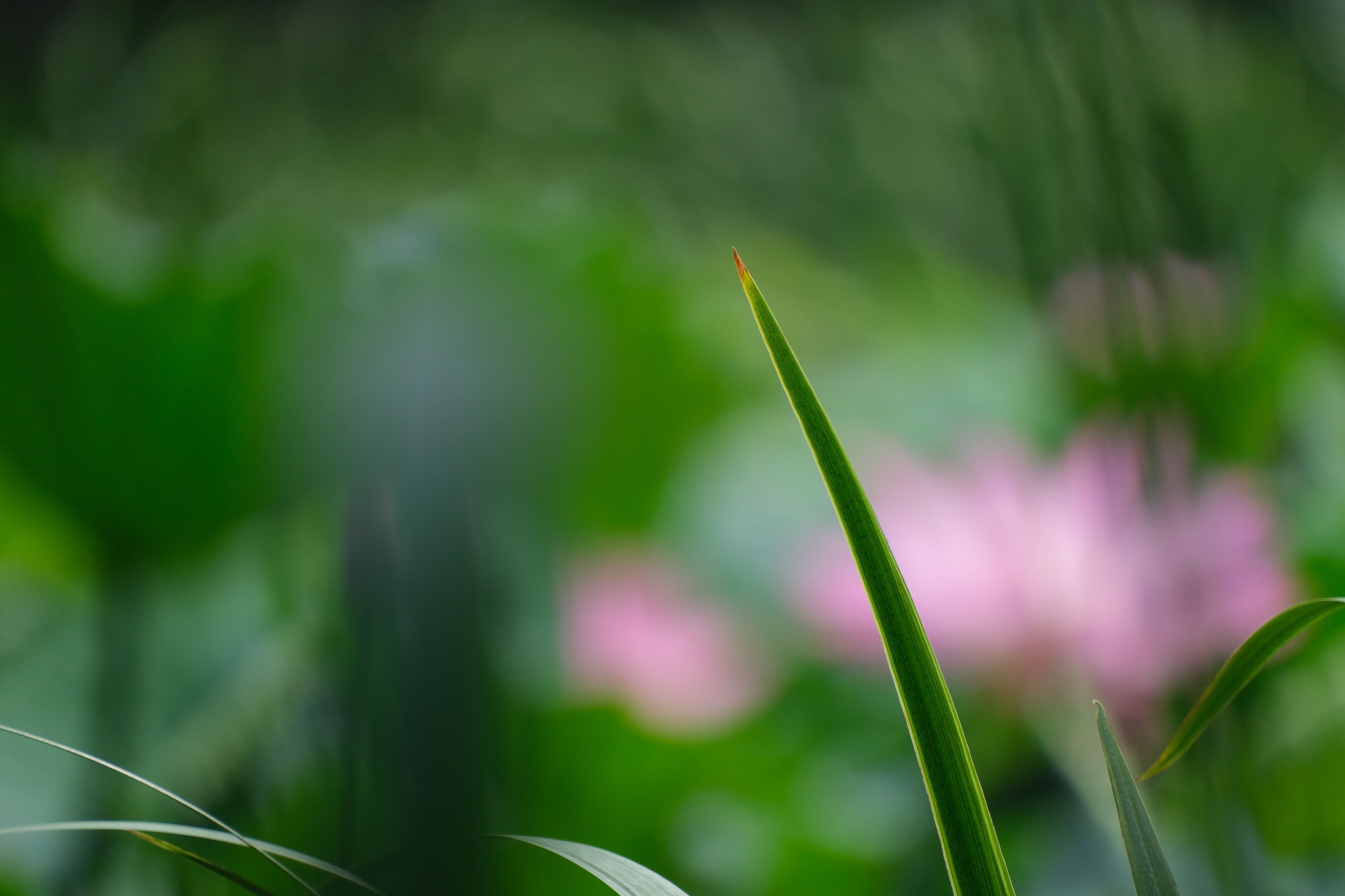 2024年6月30日拍的莲花和向日葵