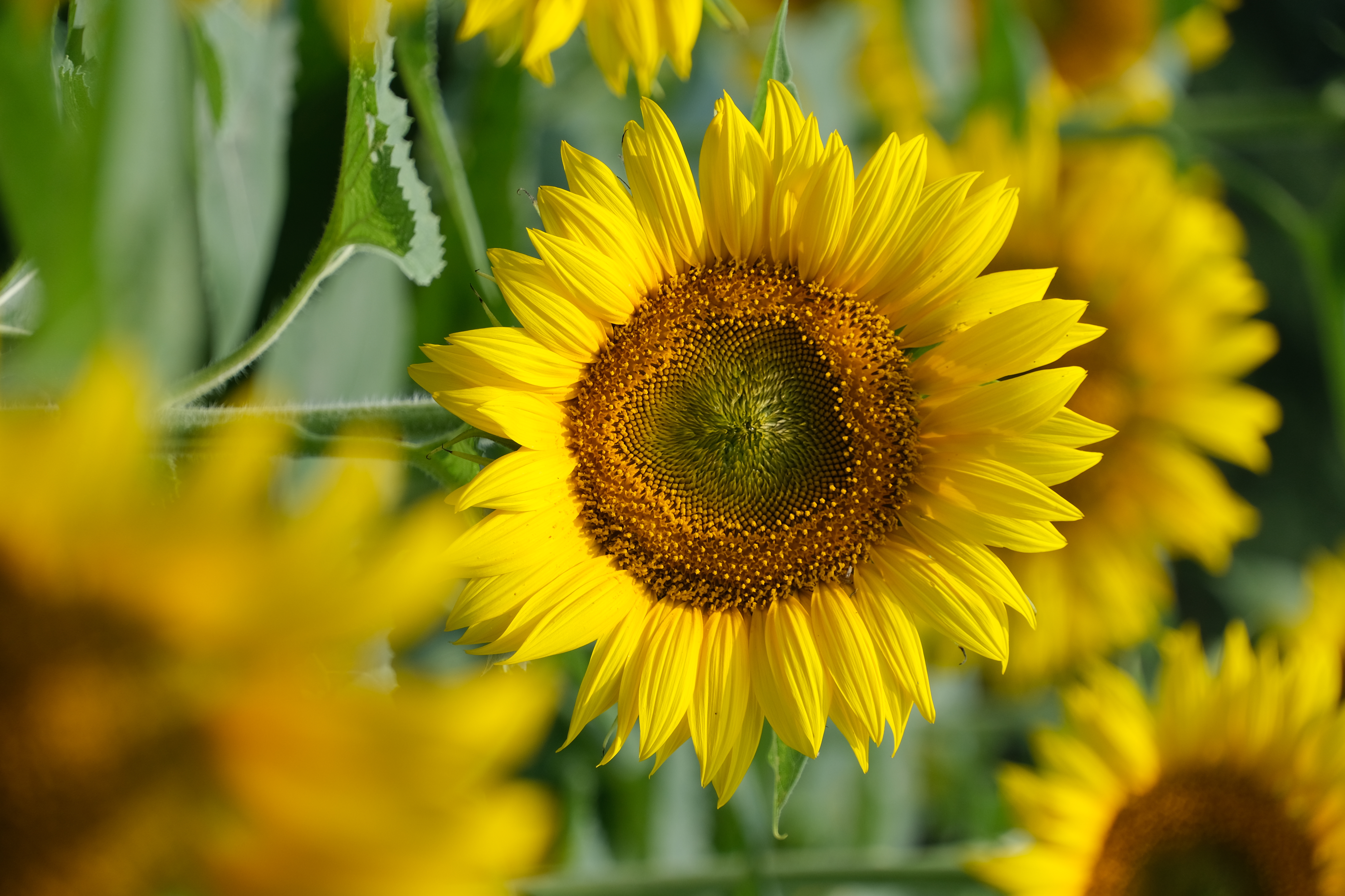2024年6月30日拍的莲花和向日葵