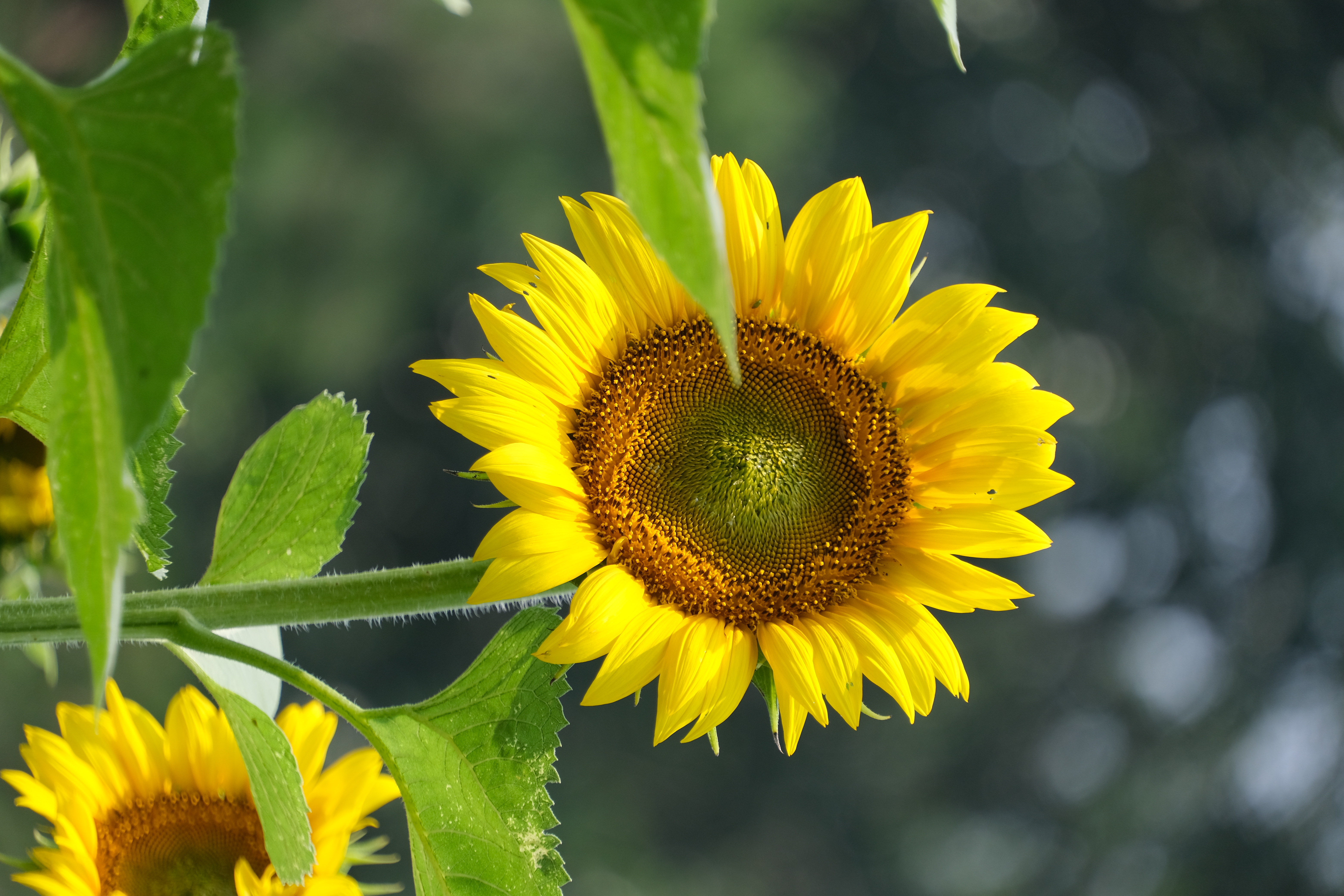 2024年6月30日拍的莲花和向日葵