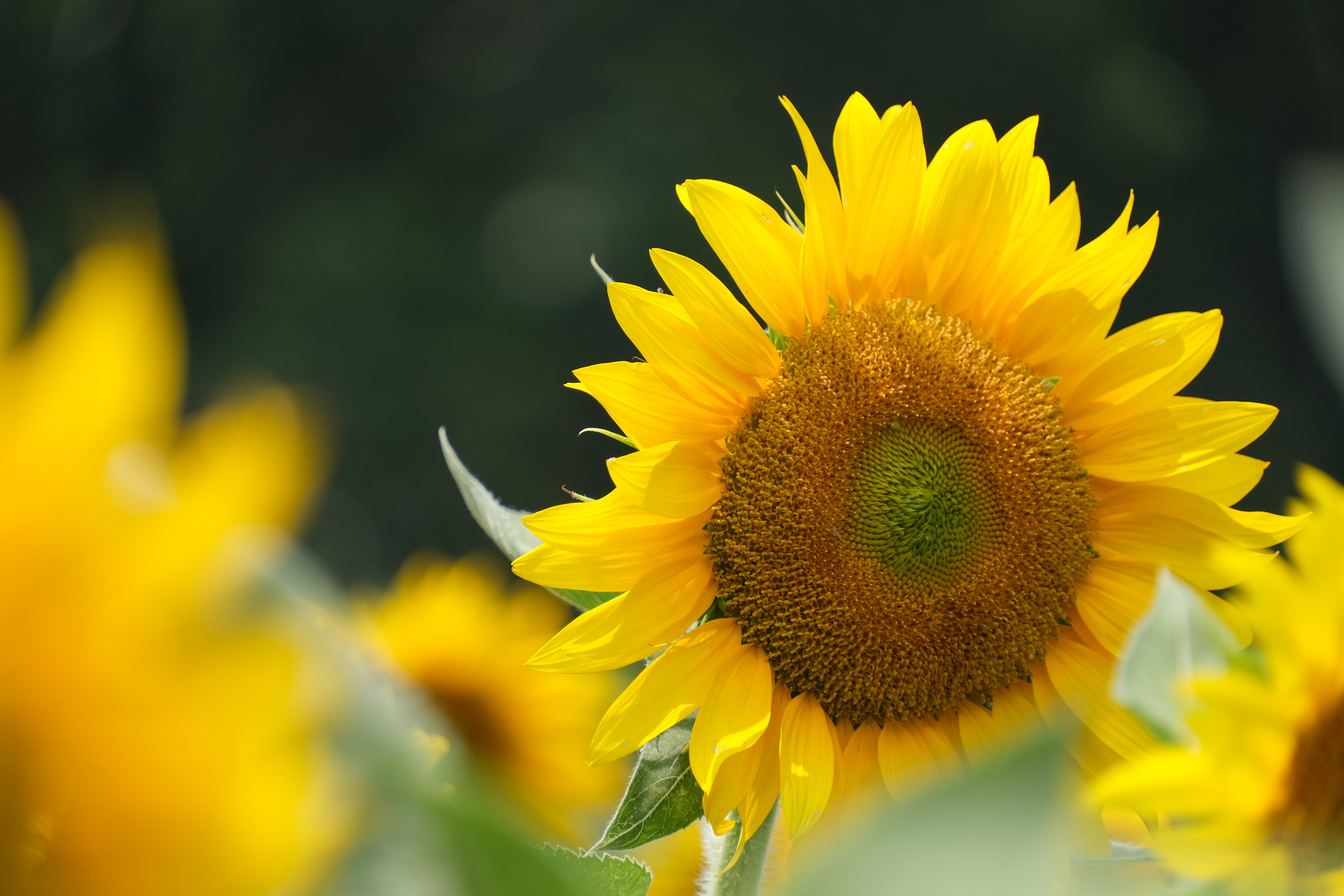 2024年6月30日拍的莲花和向日葵