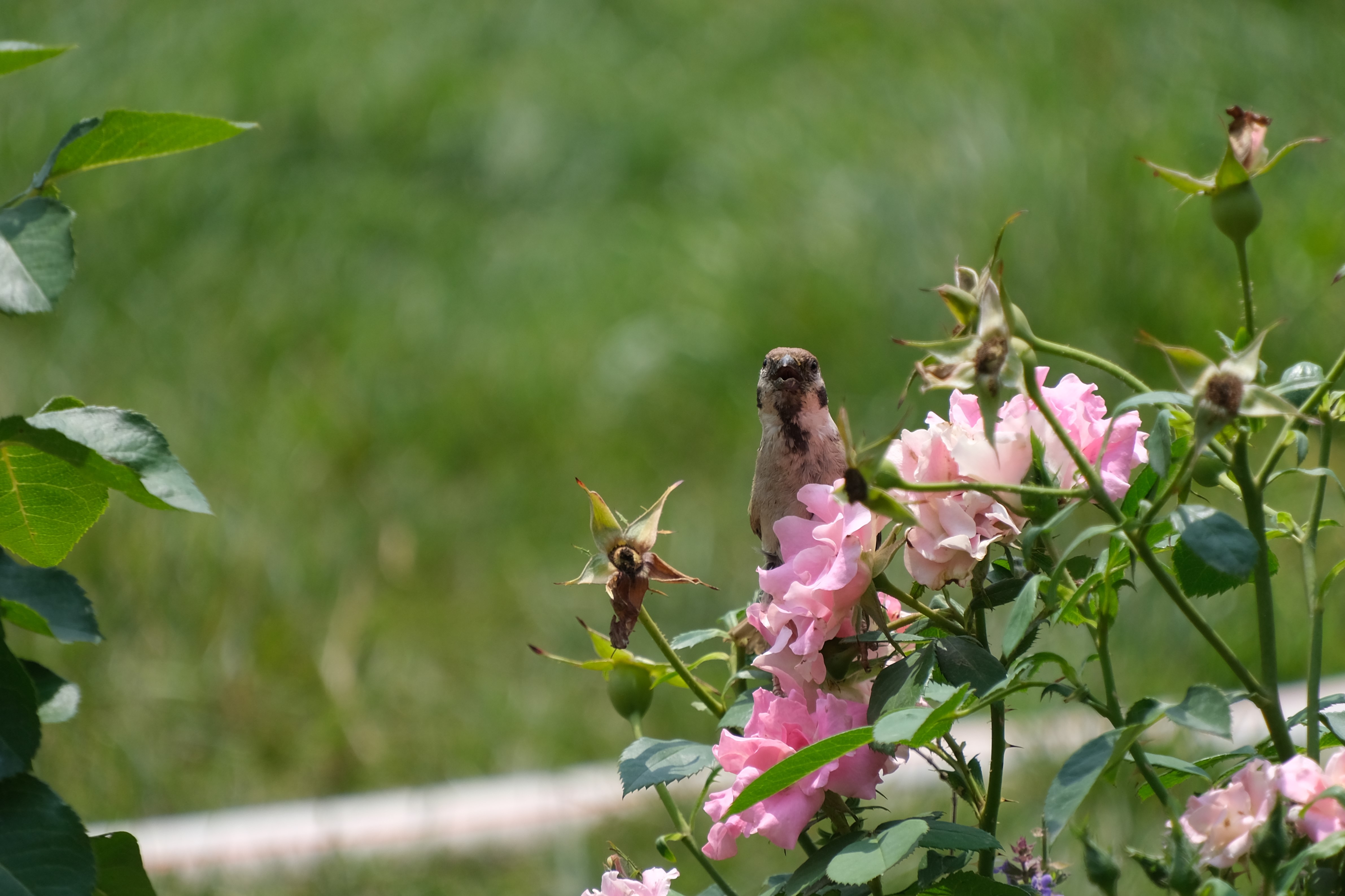 2024年6月30日拍的莲花和向日葵