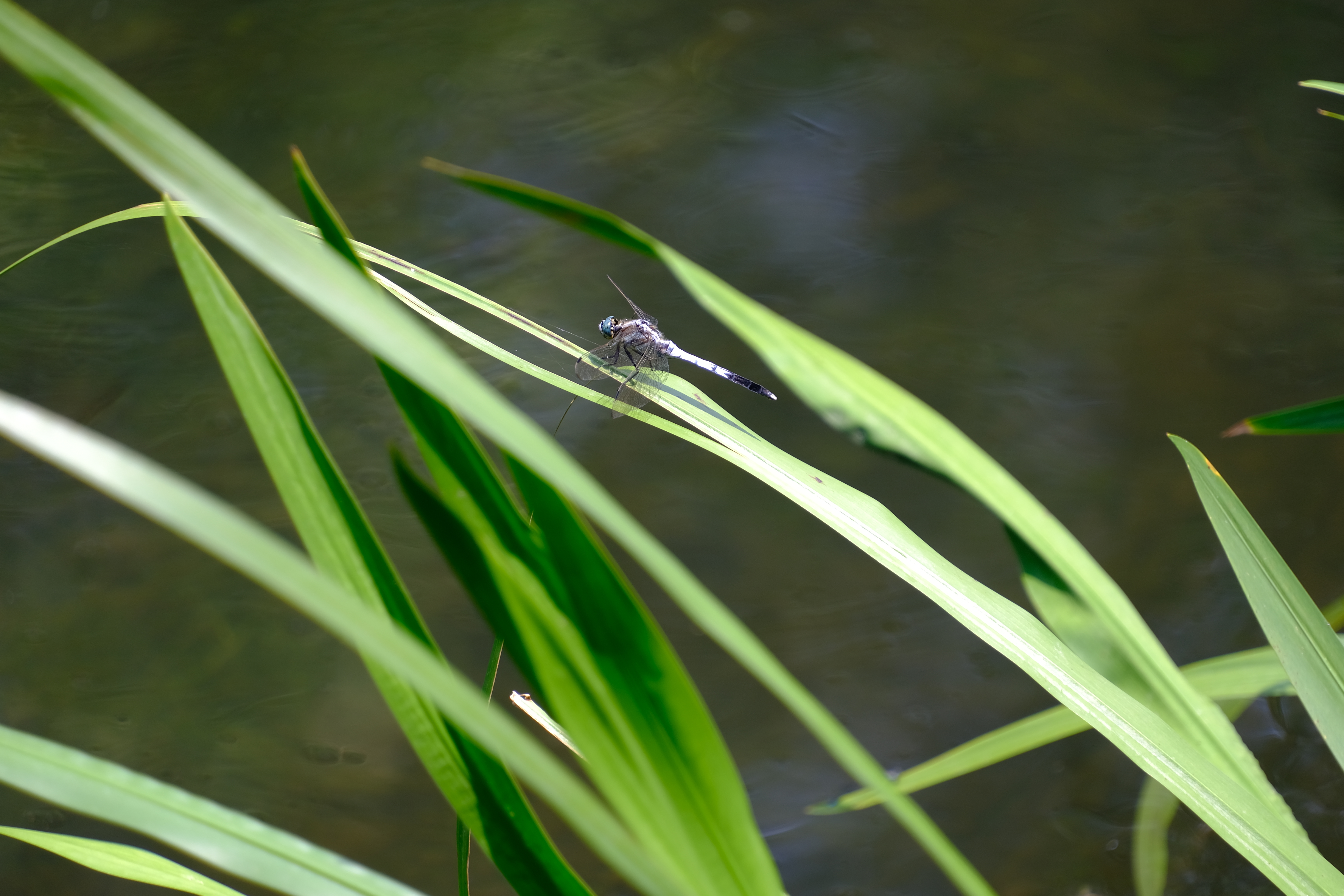 2024年6月30日拍的莲花和向日葵