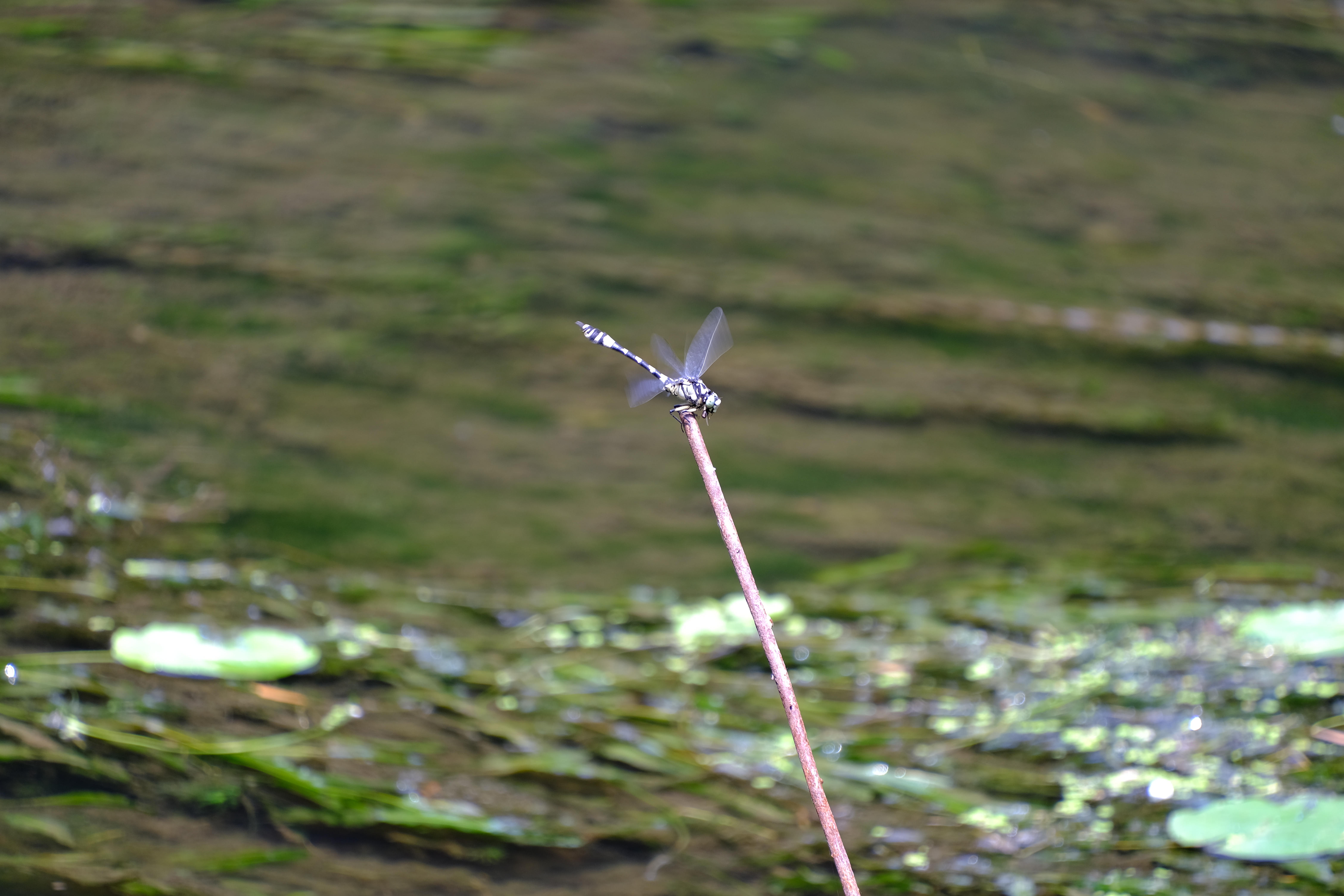 2024年6月30日拍的莲花和向日葵