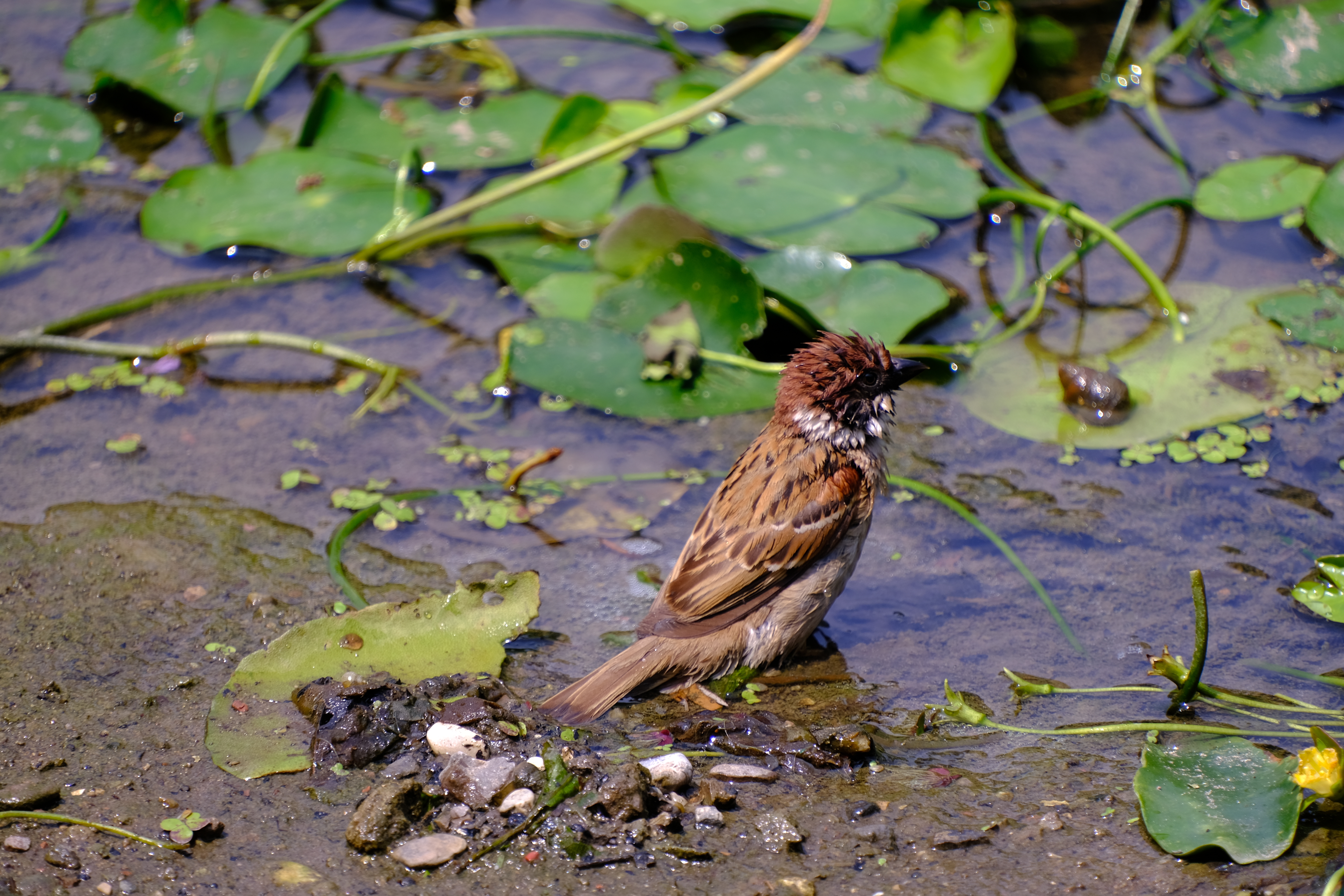 2024年6月30日拍的莲花和向日葵
