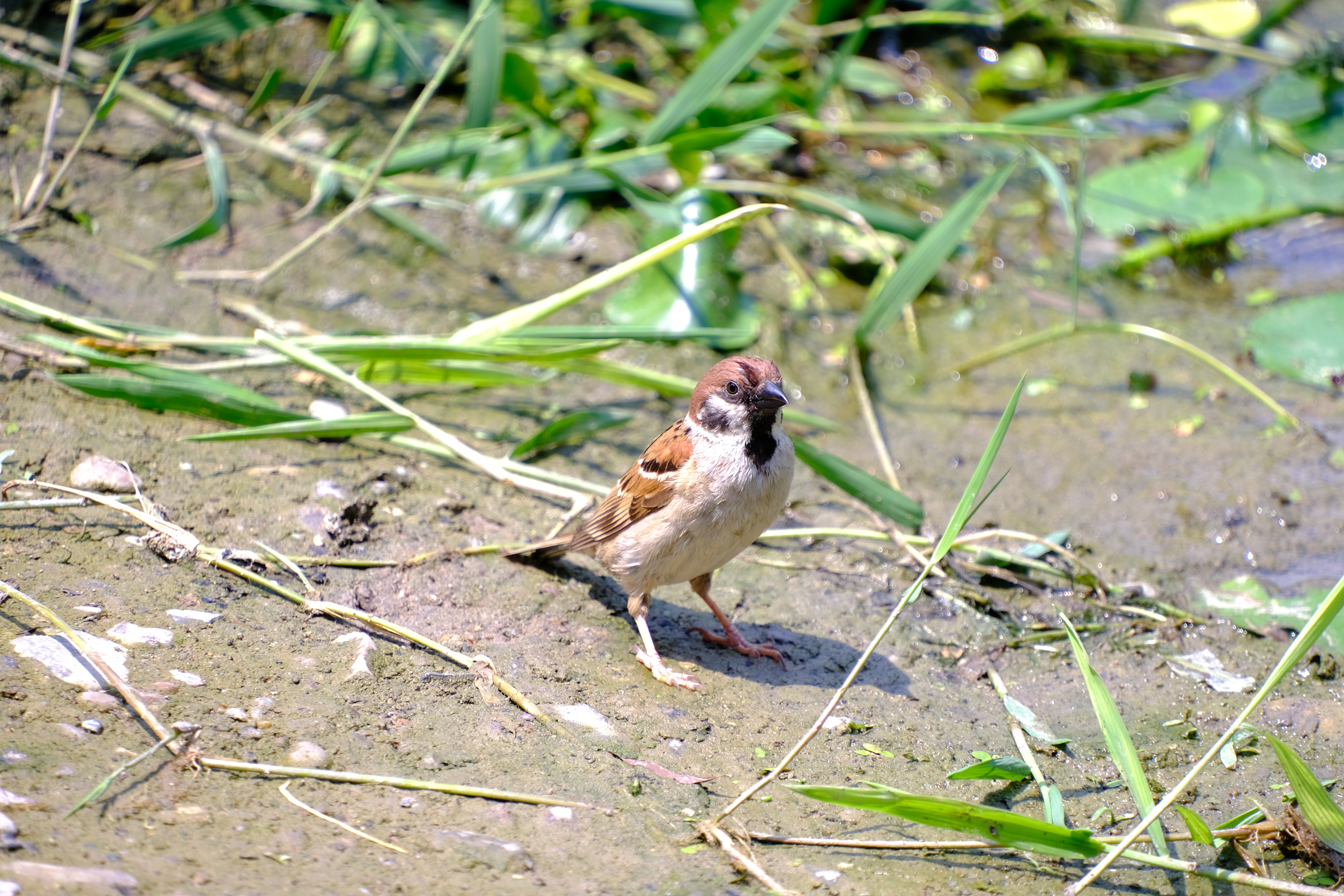 2024年6月30日拍的莲花和向日葵