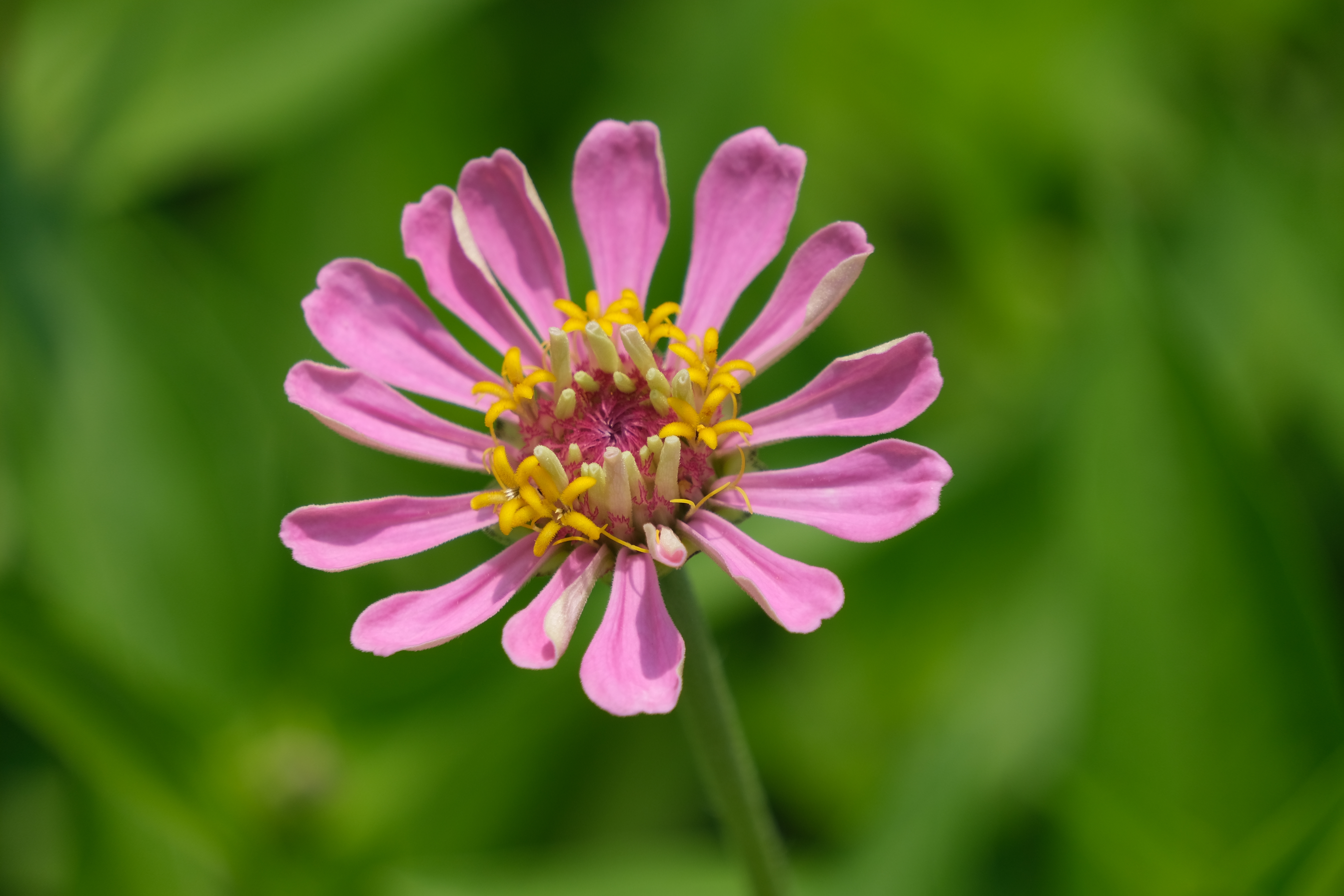 2024年6月30日拍的莲花和向日葵