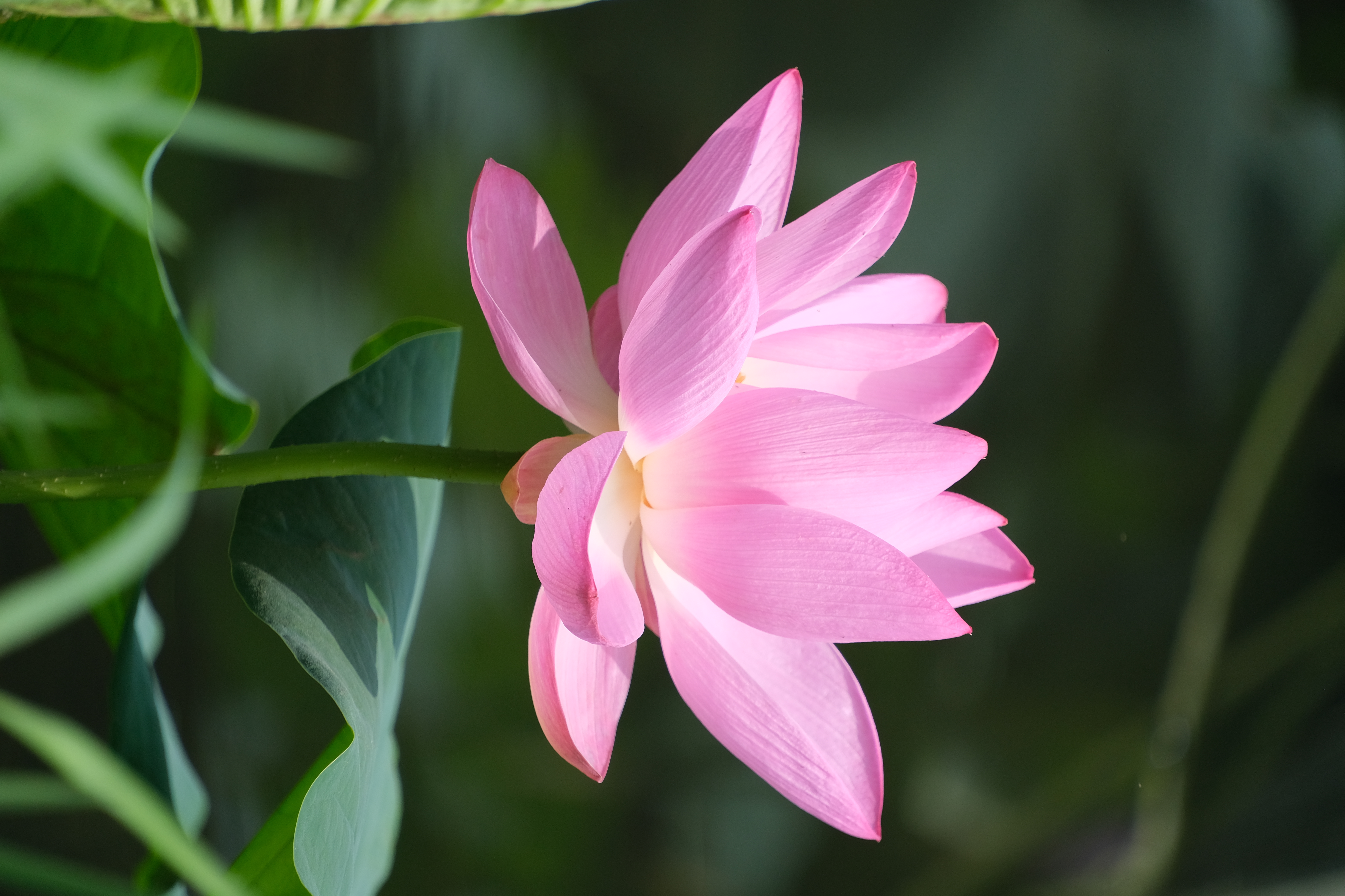 2024年6月30日拍的莲花和向日葵