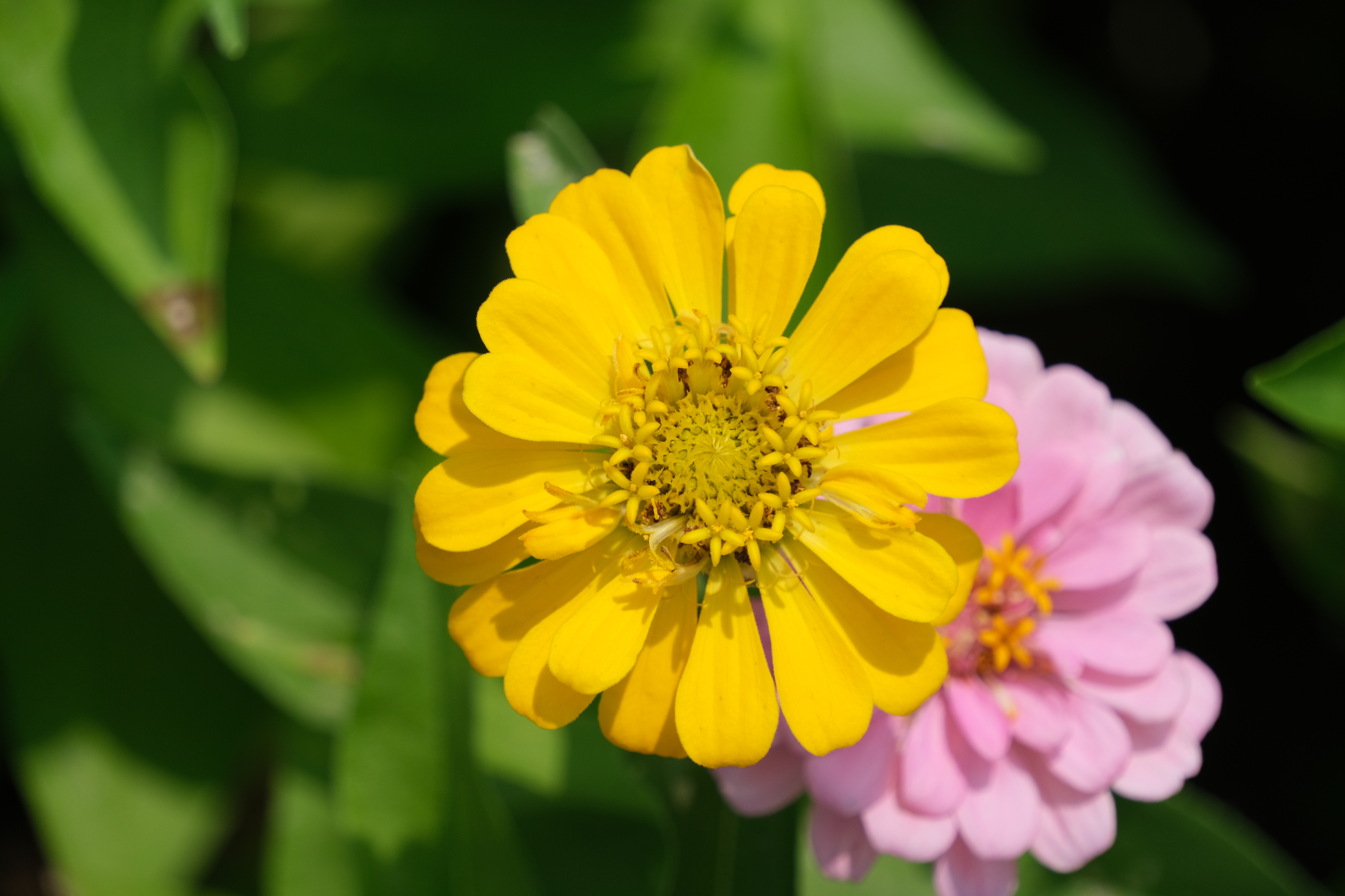 2024年6月30日拍的莲花和向日葵