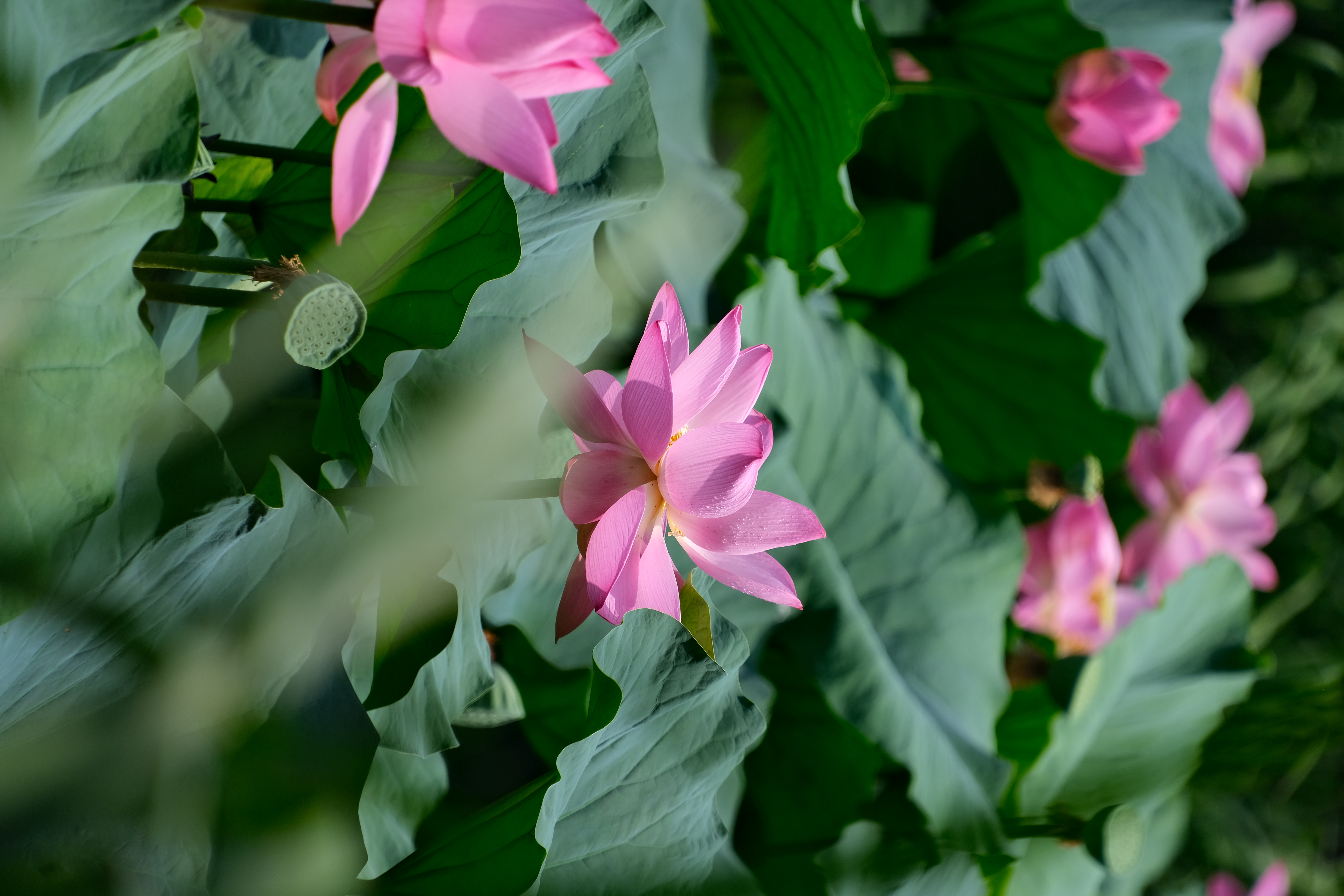 2024年6月30日拍的莲花和向日葵