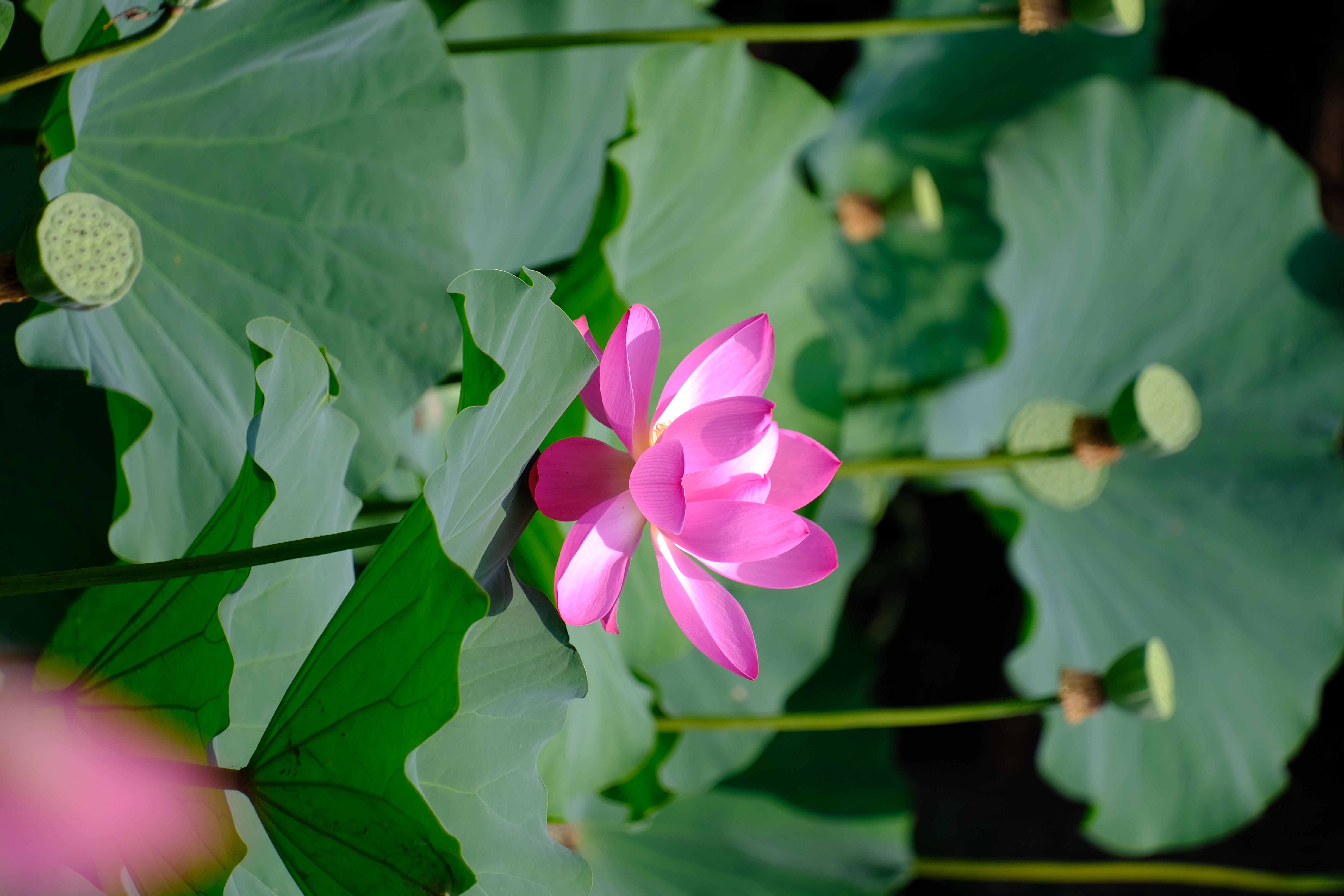 2024年6月30日拍的莲花和向日葵