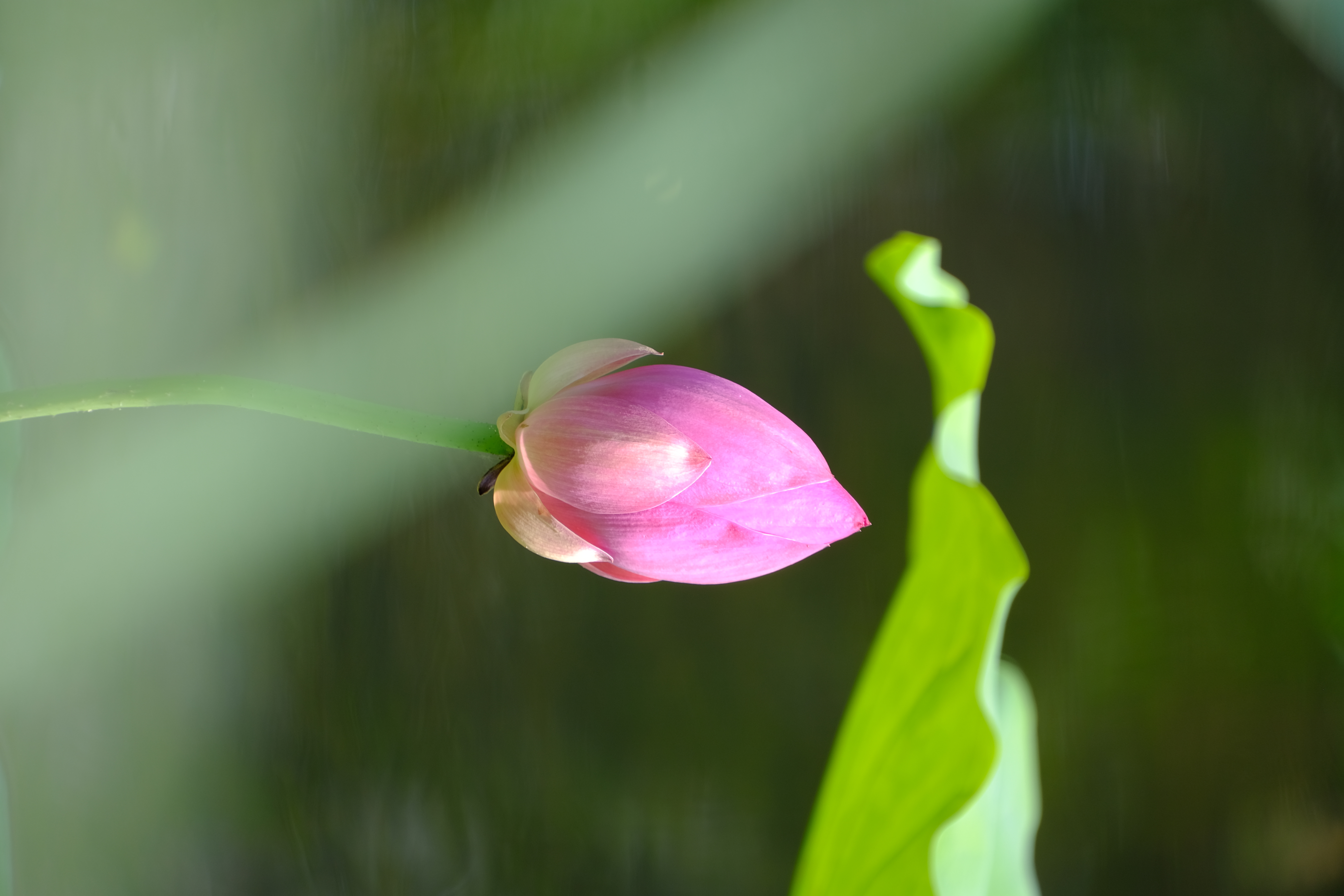 2024年6月30日拍的莲花和向日葵