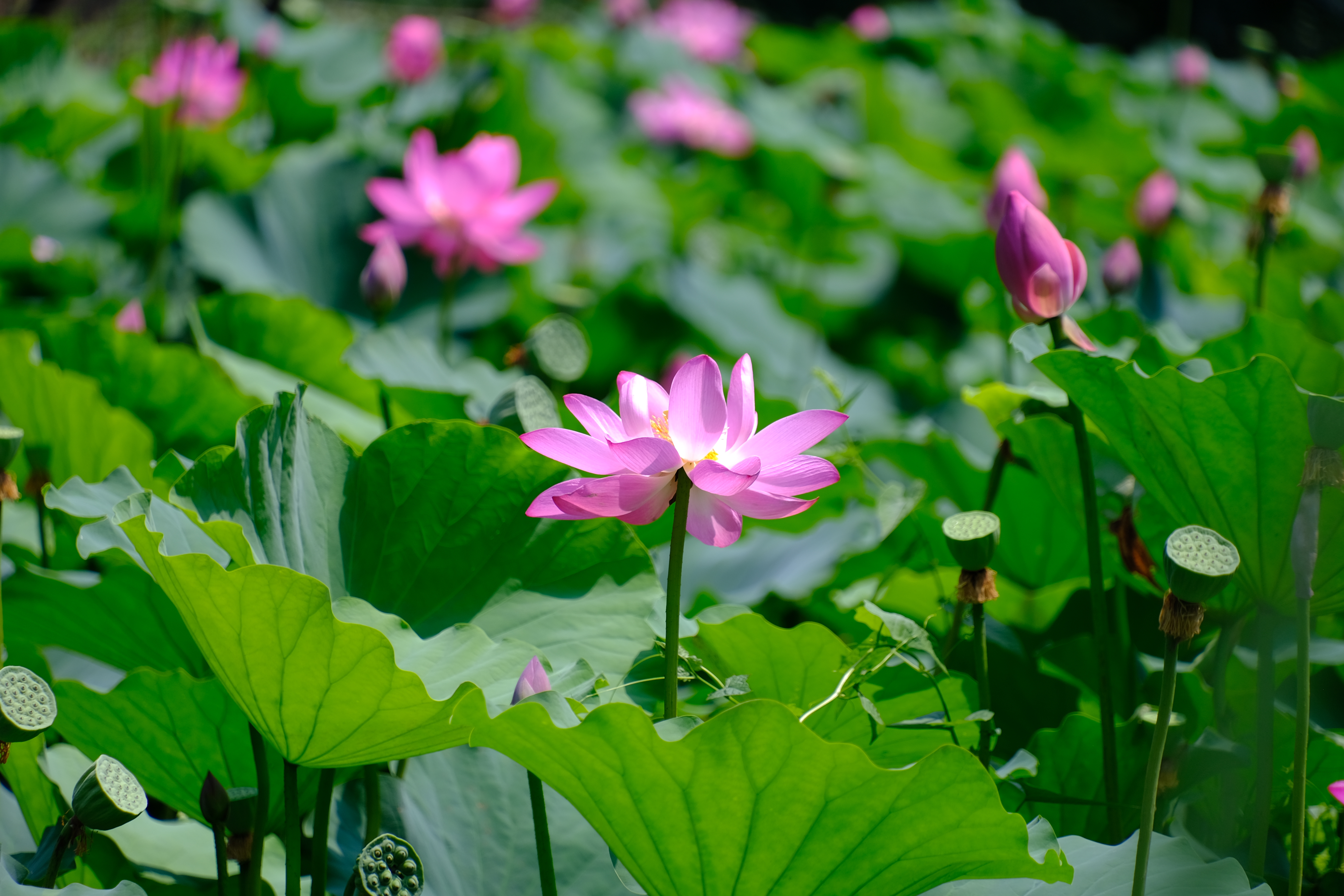 2024年6月30日拍的莲花和向日葵