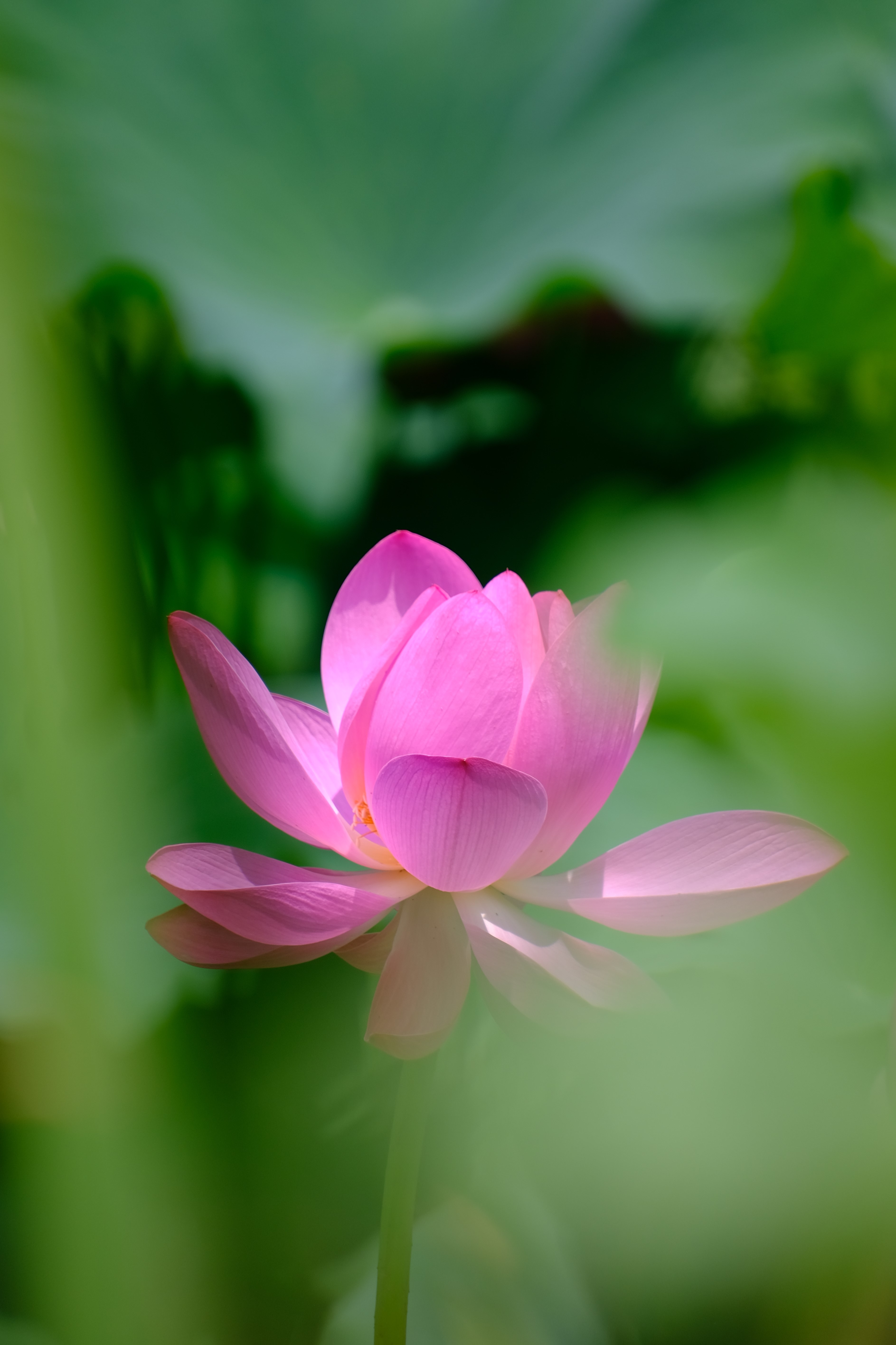 2024年6月30日拍的莲花和向日葵