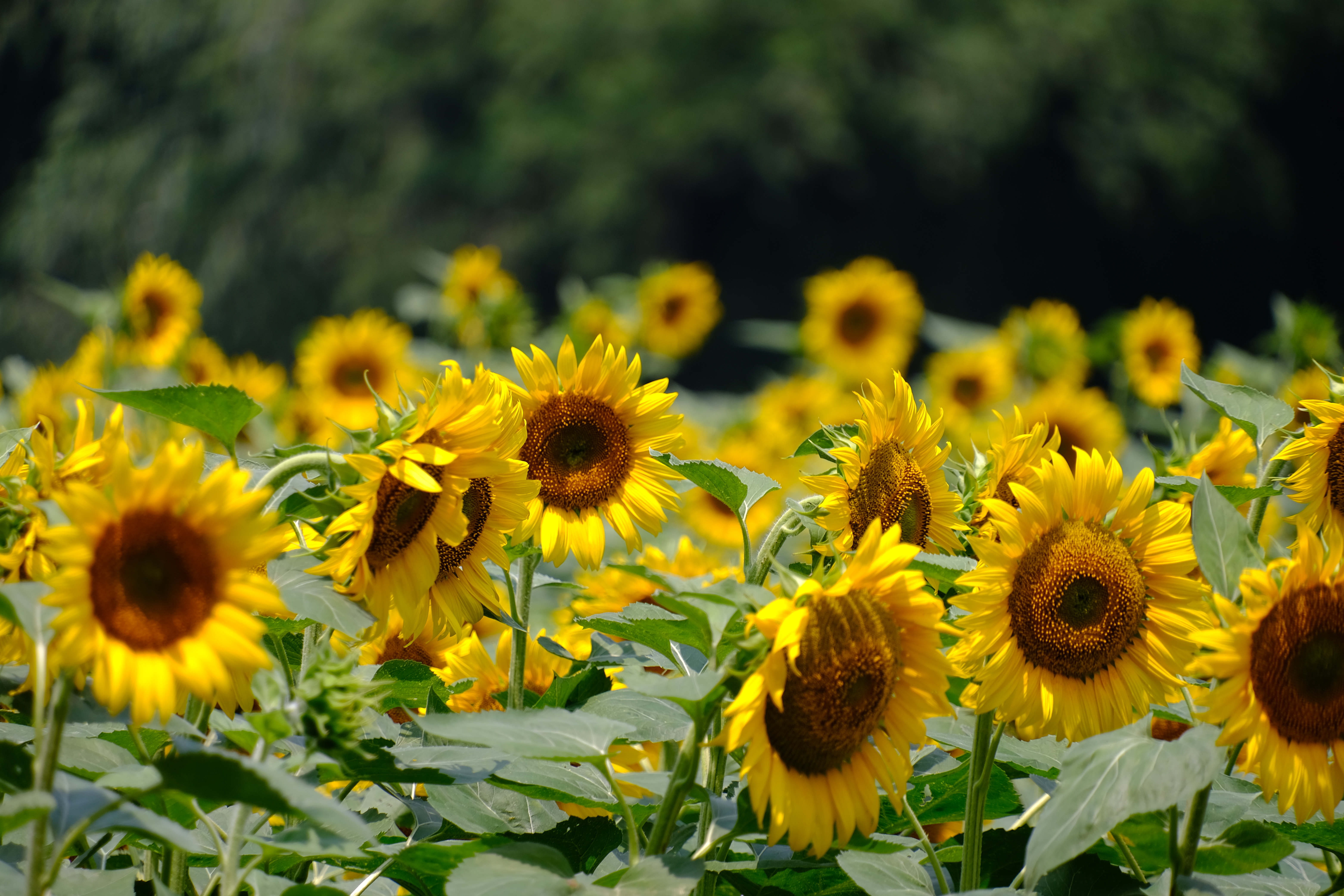 2024年6月30日拍的莲花和向日葵