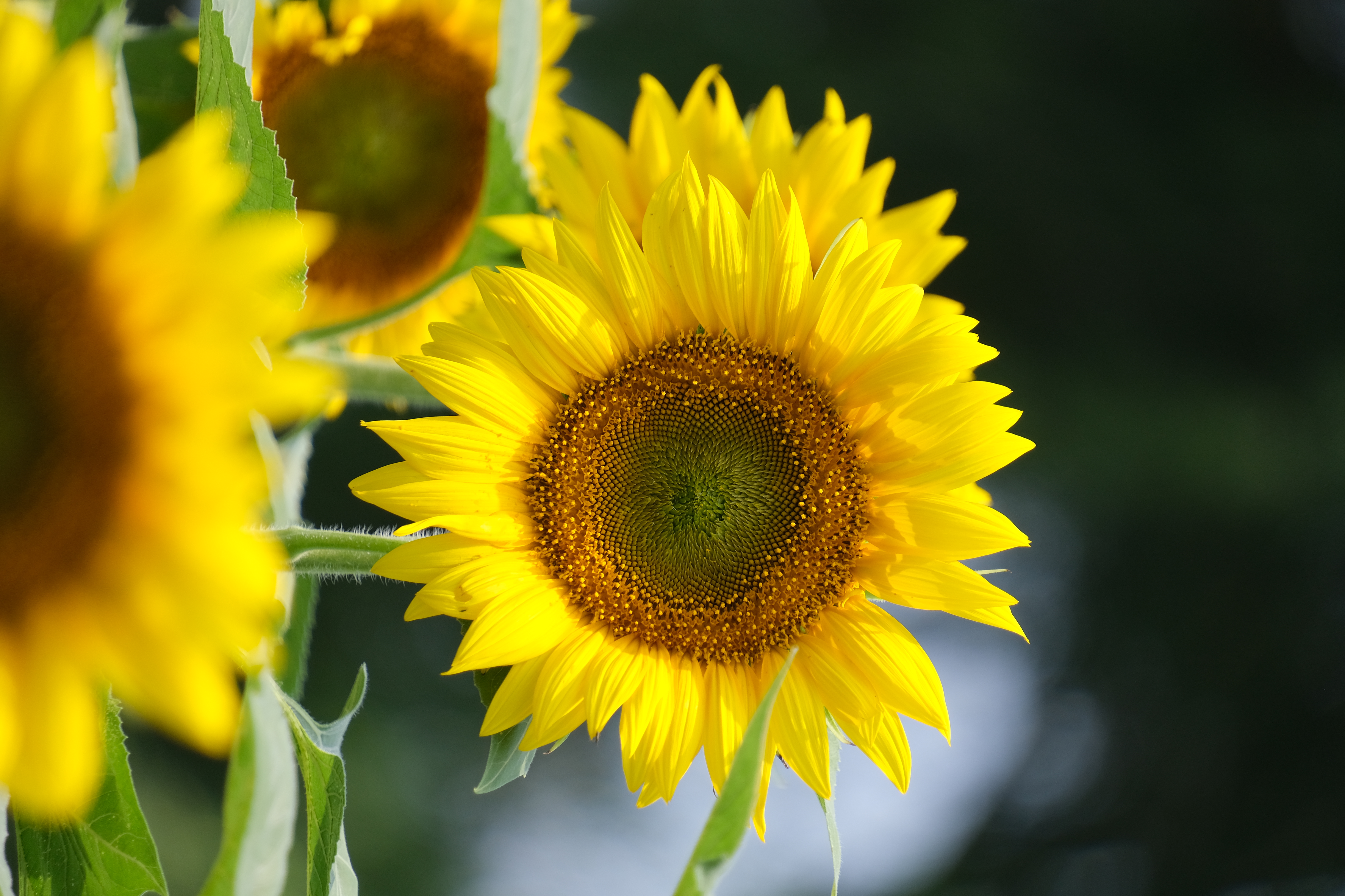 2024年6月30日拍的莲花和向日葵