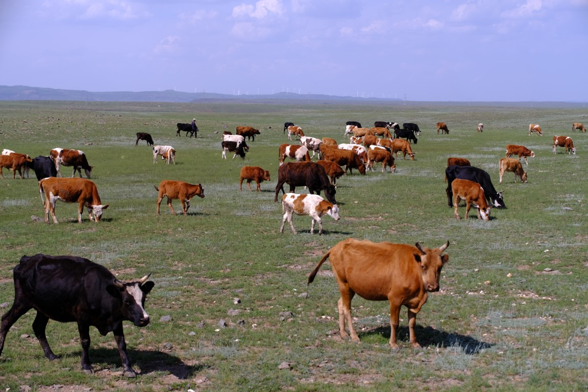 乌兰察布草原随手拍的草原和牛马
