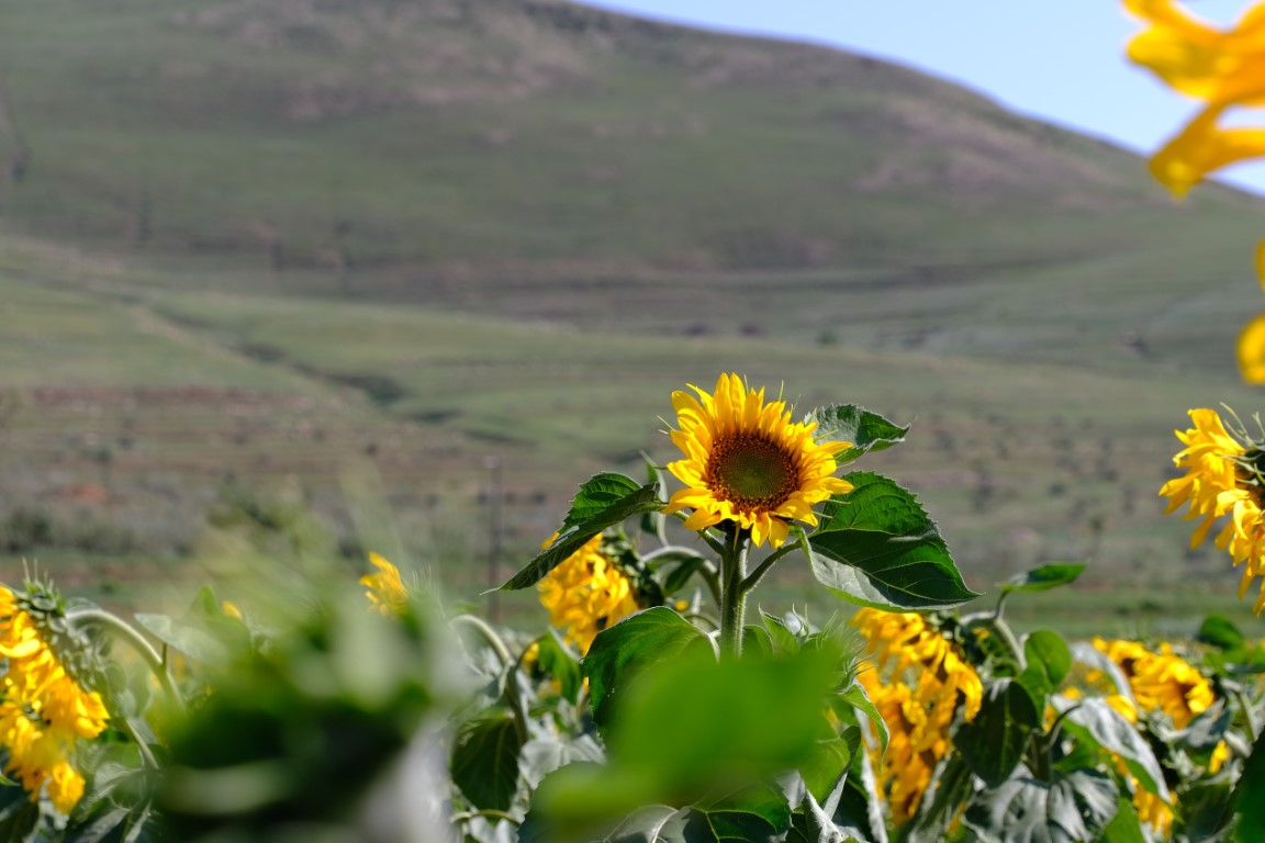 乌兰察布草原随手拍的草原和牛马