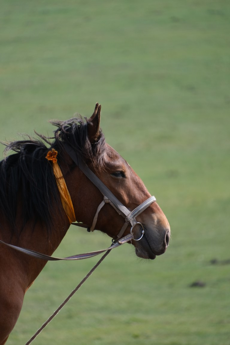 乌兰察布草原随手拍的草原和牛马