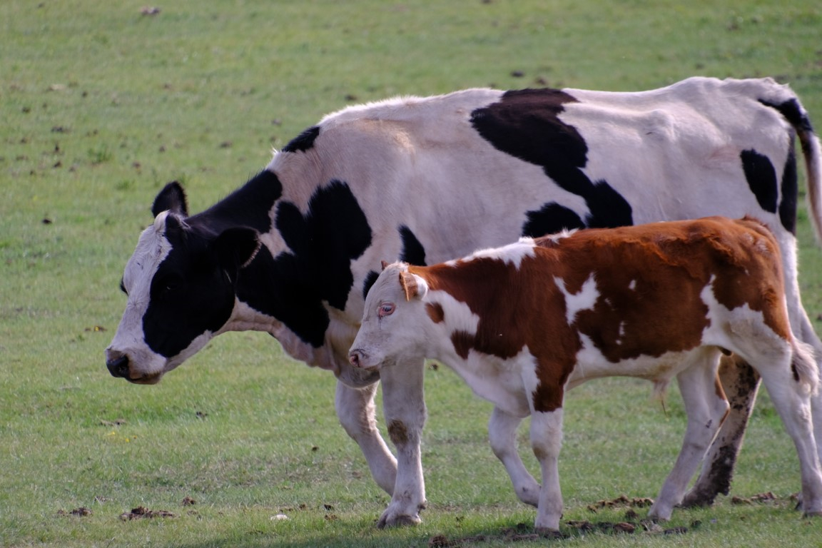 乌兰察布草原随手拍的草原和牛马