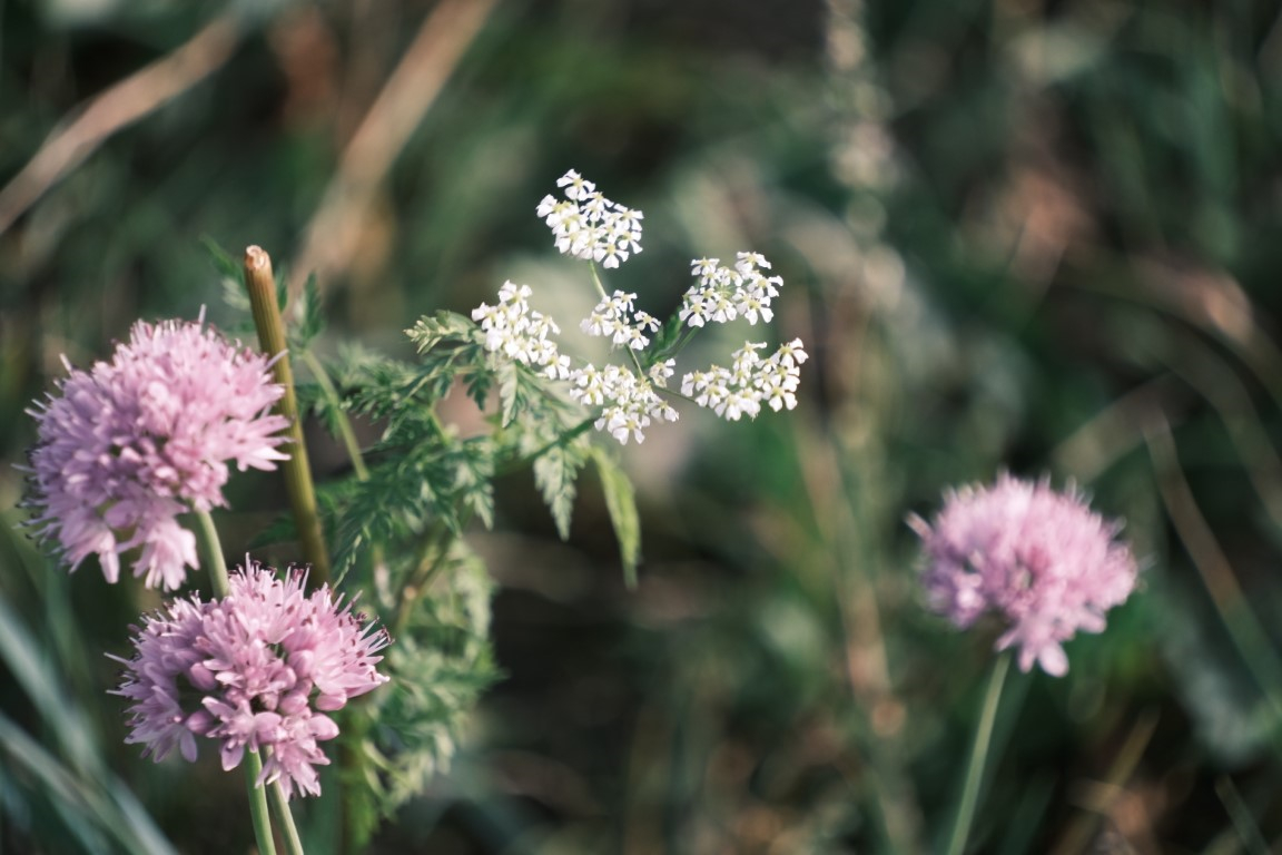 乌兰察布草原随手拍的草原和牛马